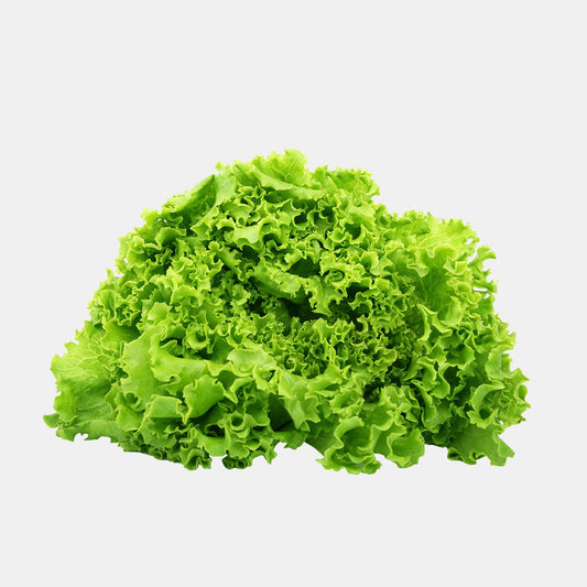 Lettuce vegetable